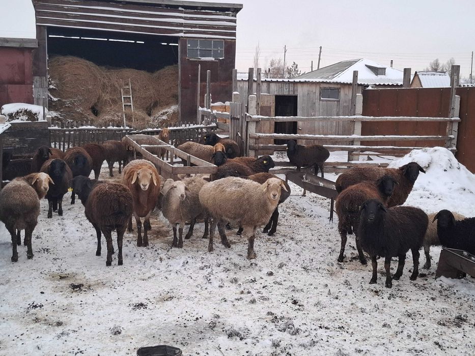 Продам баранов на мясо или еа развод