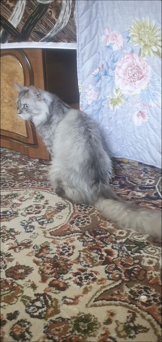 Skotsh strayt erkak mushuk moviy koz