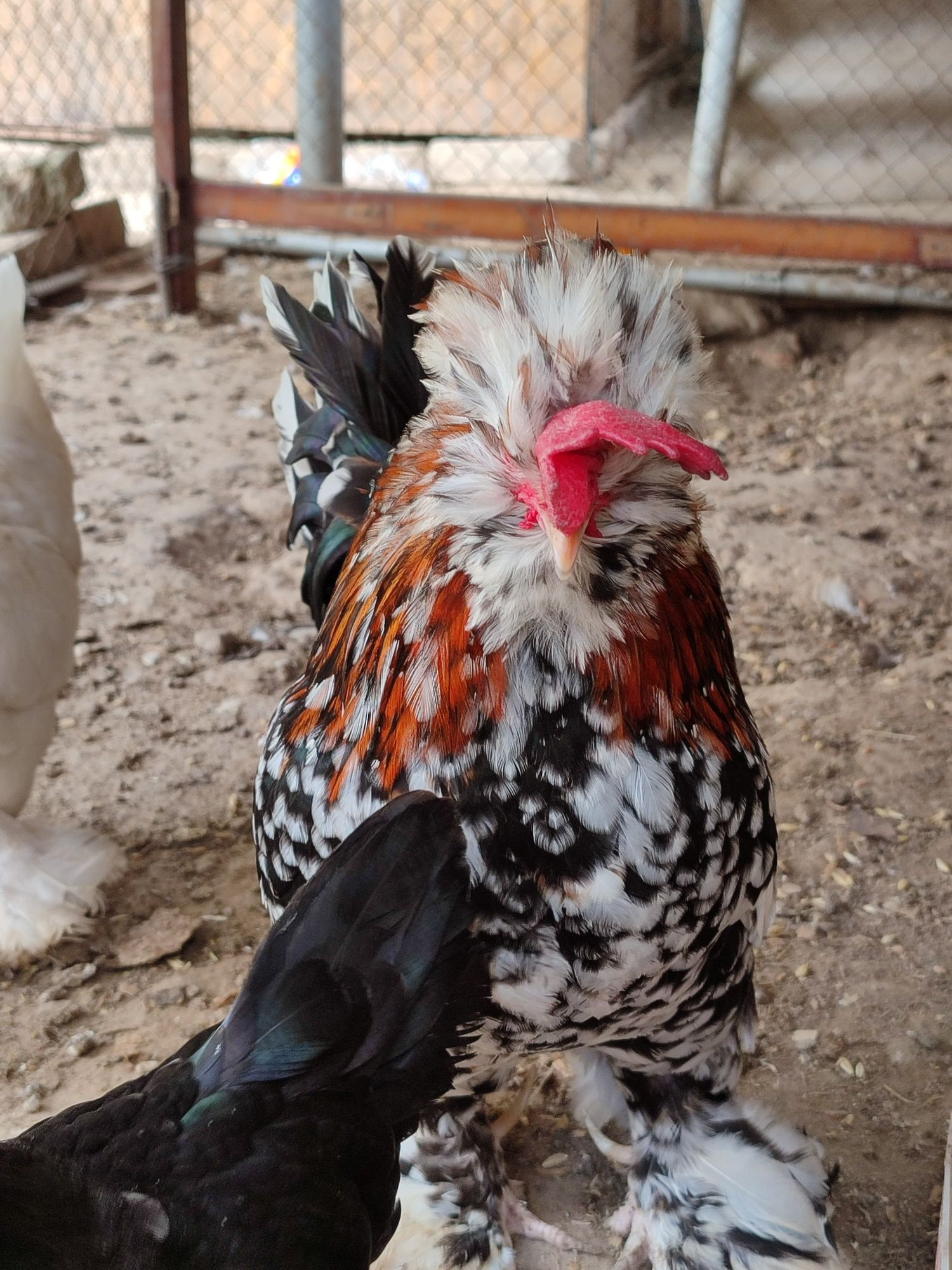 Японские Алтайский декаративный курицы продаю яйца посмотрите фото!