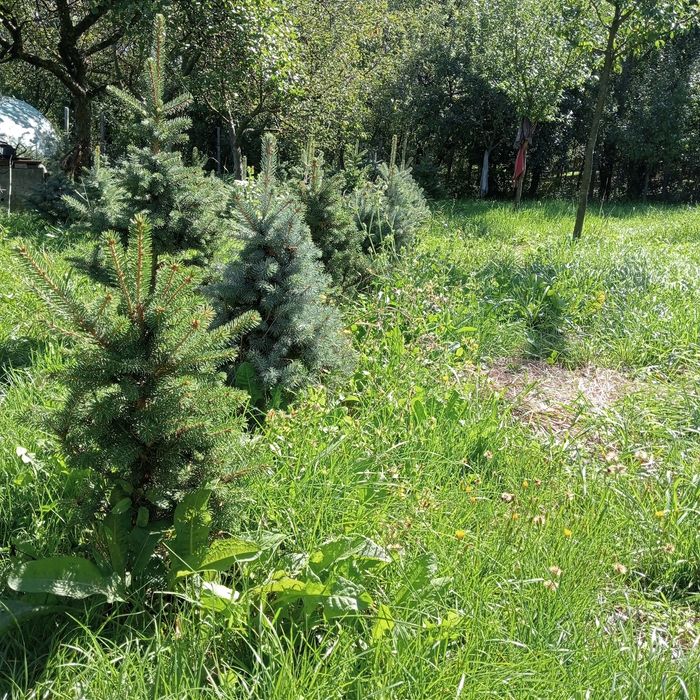 Brad argintiu cu radacina