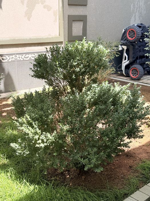 Шамшот сотилади бойи 150 ундан баланди хам пастихам бор