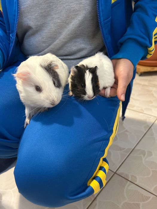 Porcușori de Guineea