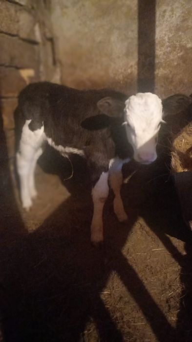 Тёлочка продается