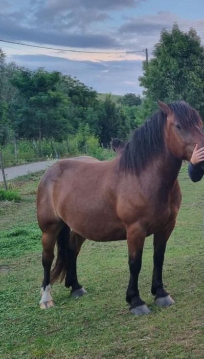 De vânzare mânz de 5 /6 luni