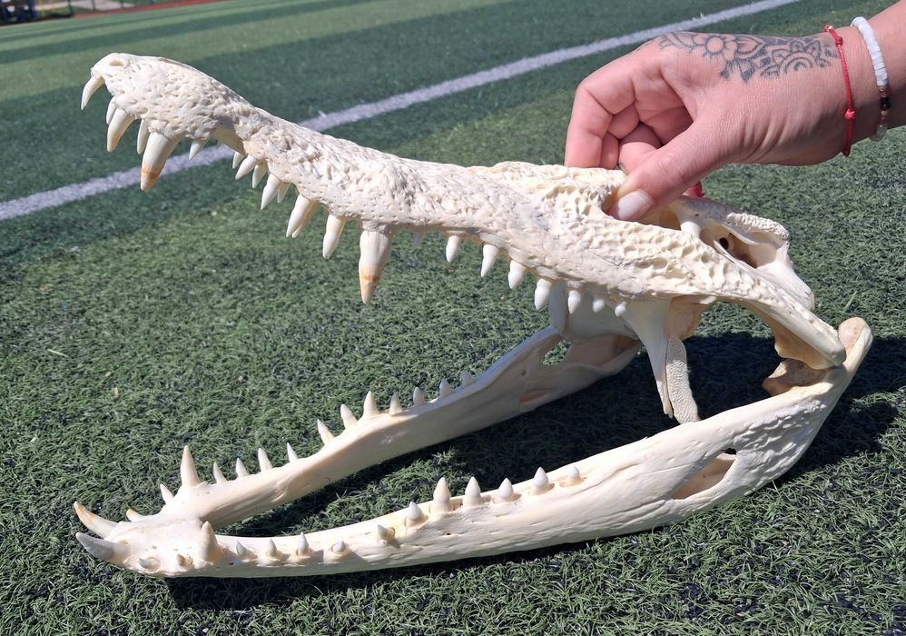 Челюст КРОКОДИЛ 100% Реални снимки с документ за притежание по CITES