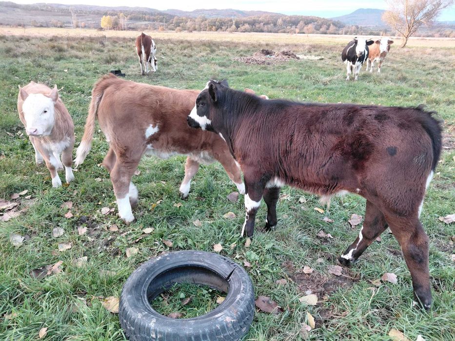 Vând     2    vitei