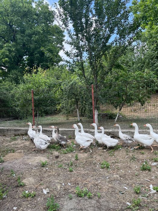 Vindem Rațe și Gâște