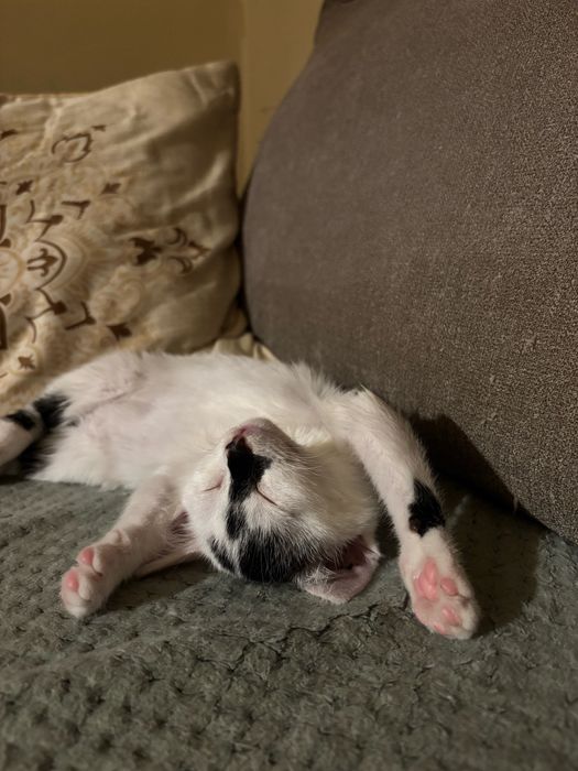 Джой търси семейство