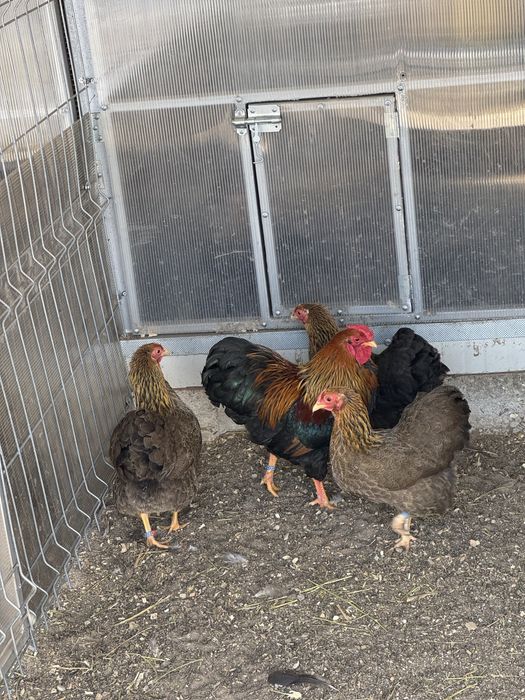 Familii wyandotte pitic varietatea gat auriu