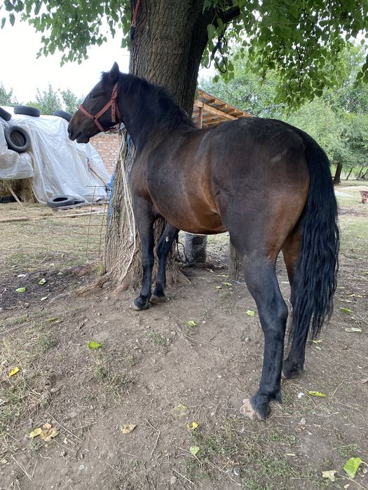 De vanzare manza de 1 an jumate