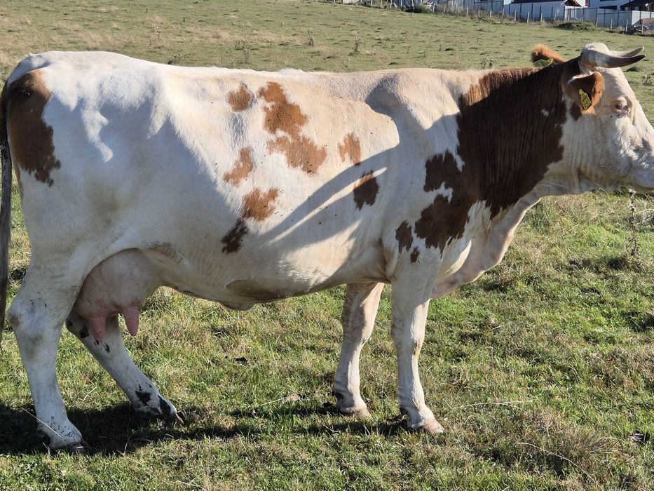 Vând 4 vaci tinere, bune de lapte: 2 gestante (luna 7, 8) și 2 fatate