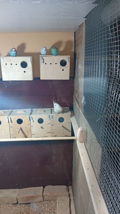 Dubay karella yaxwi boqilgan quw