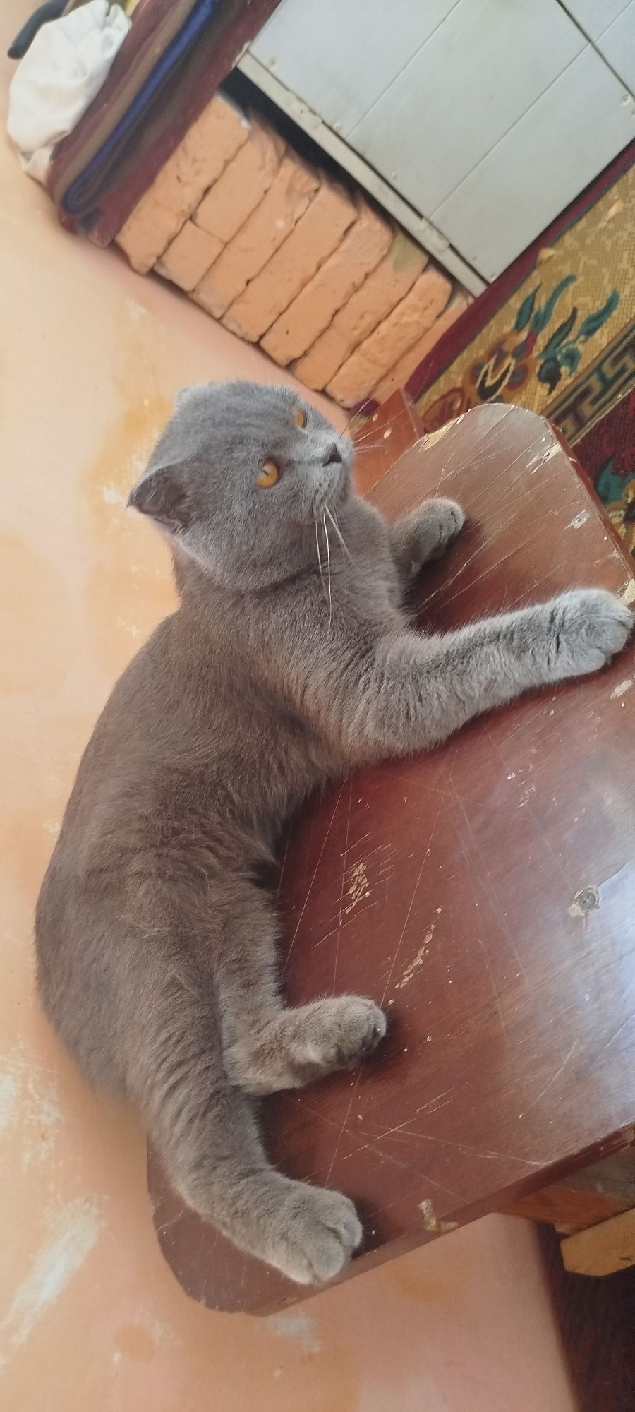 Scottish Fold zotli erkak mushul