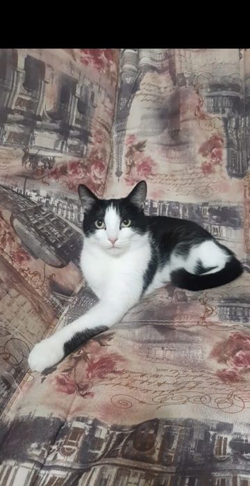 Молоденькая стерильная кошечка Маруся в добрые руки!