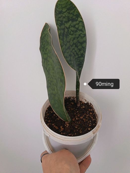 Hona gullari sotiladi