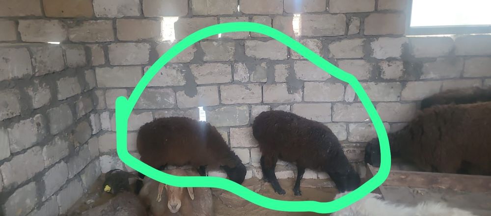 Осы 2 токты сатылады