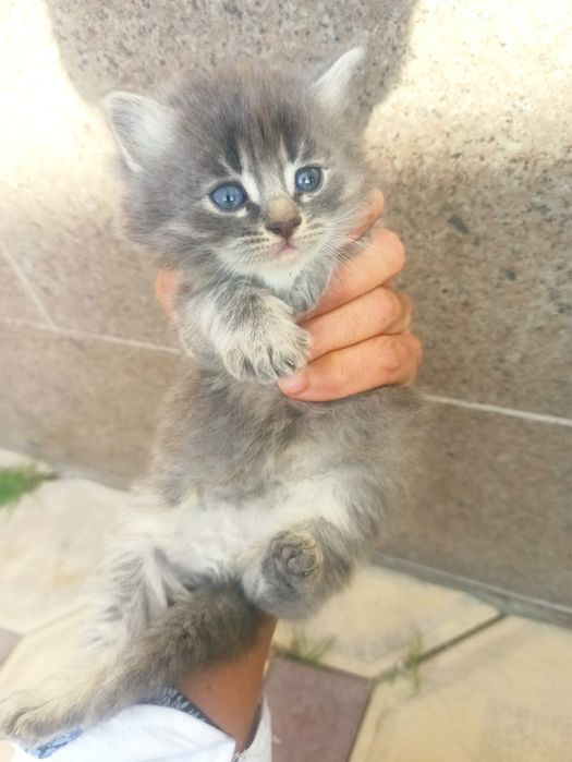 Мысық қасы жбаиы емес парода