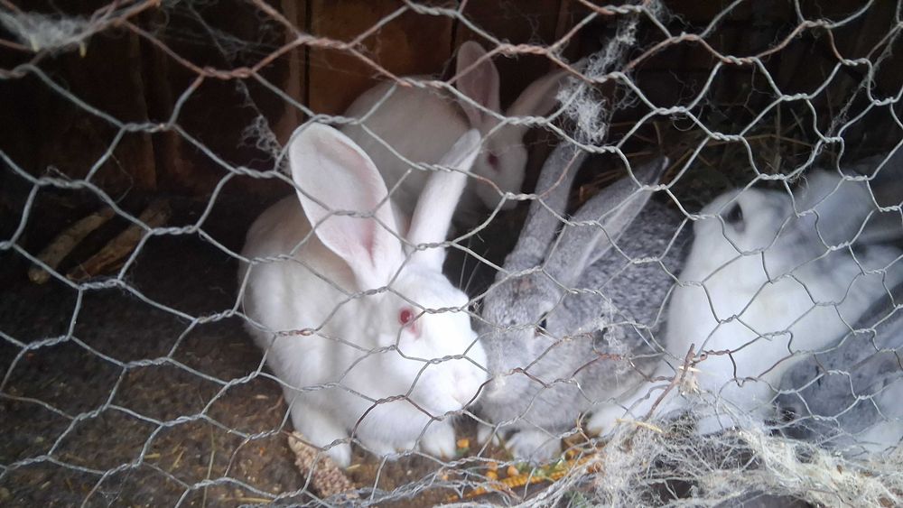 Iepurasi de  vanzare