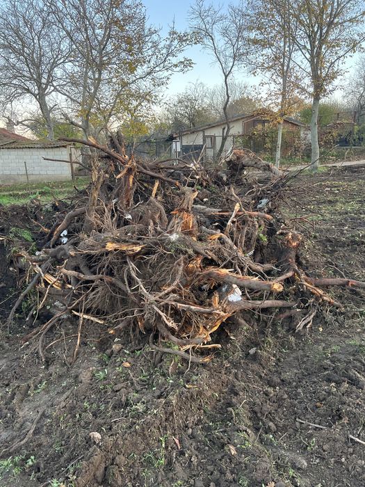 Подарявявам корени