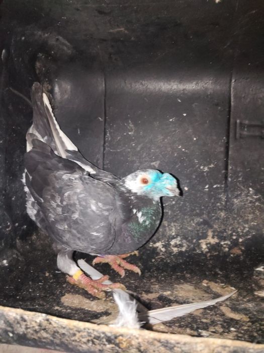 Vând mascul voiajor duduros