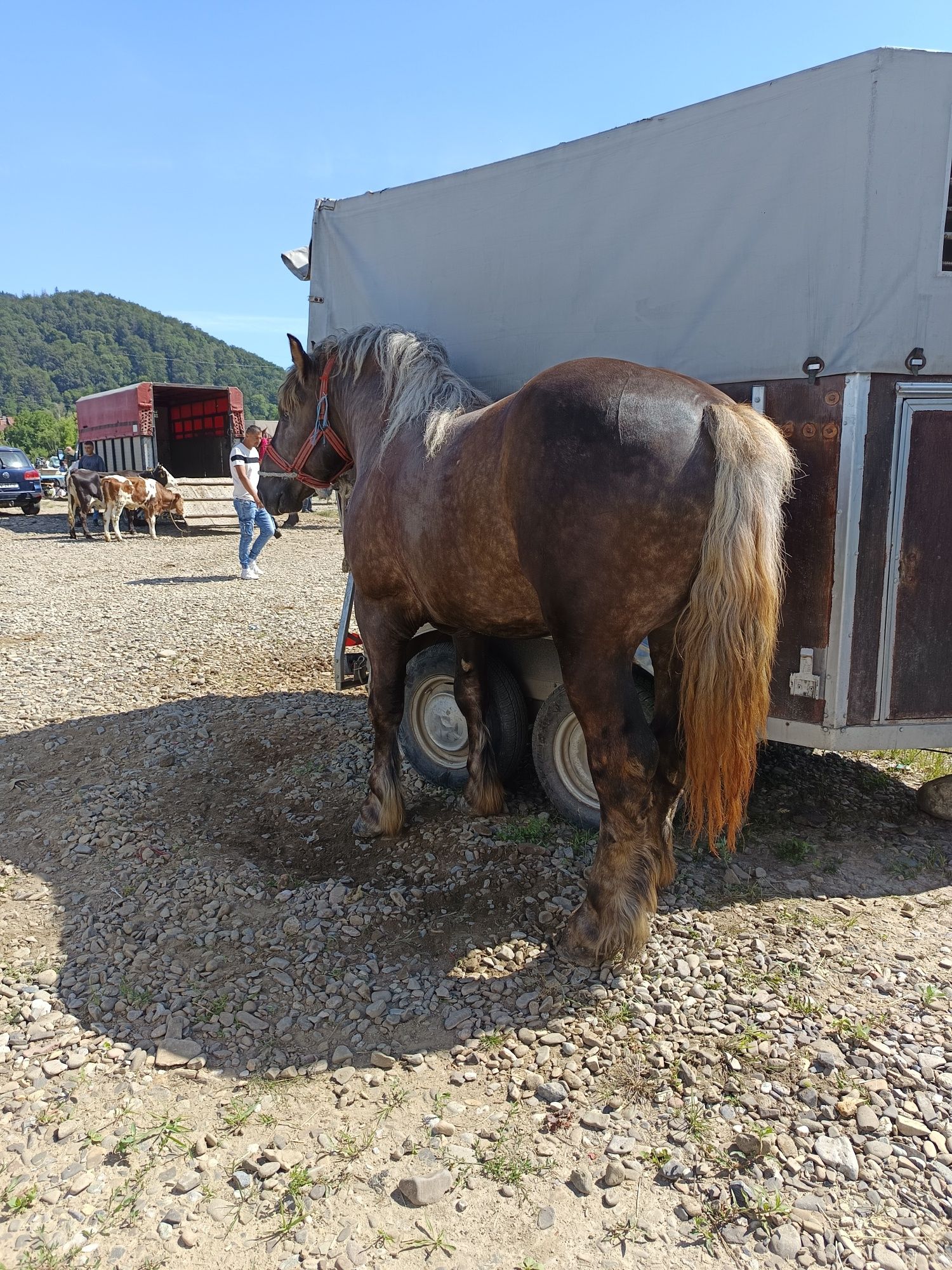 De vânzare mânz de trei ani greutate 750 kg