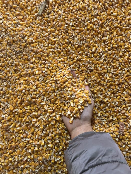 Porumb boabe de vanzare