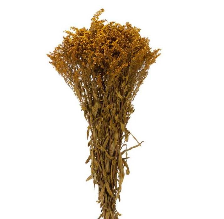 Solidago Stabilizat - Burgundy/Galben – Decor natural și elegant