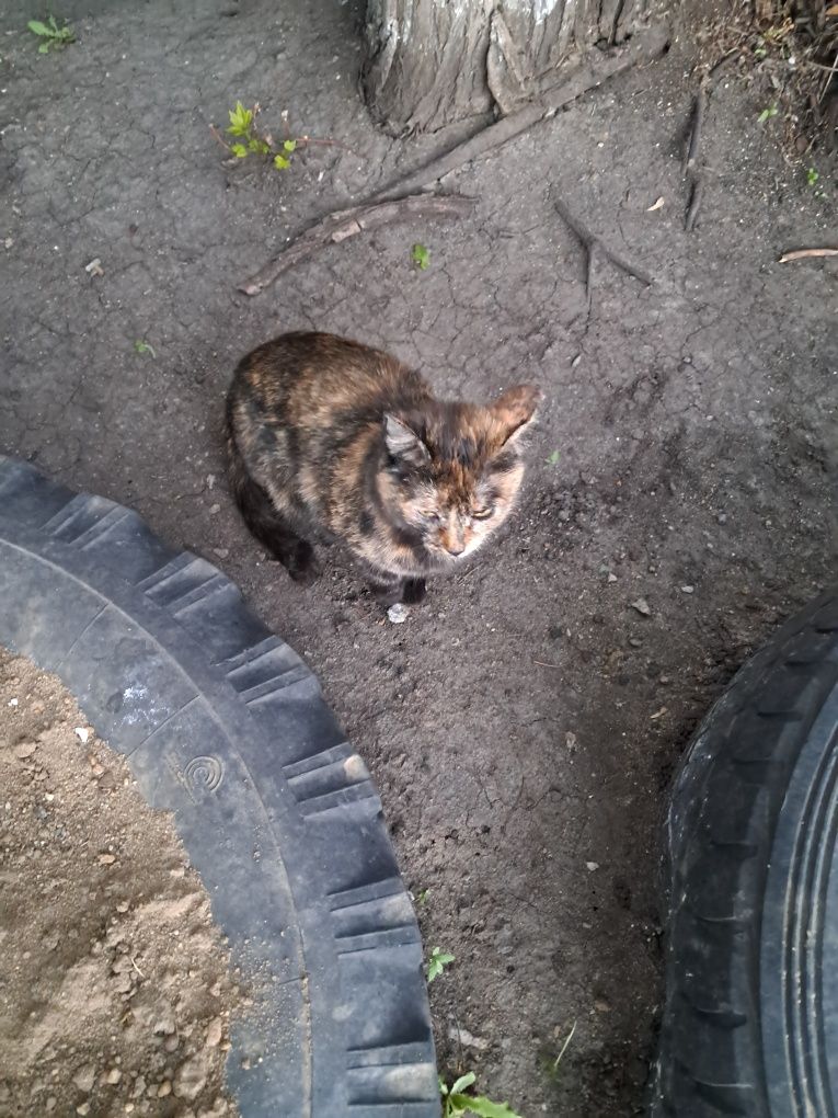 Отдам в добрые руки кошек и котов
