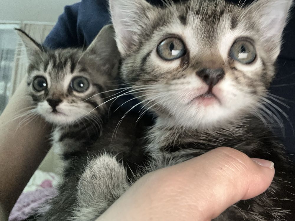 Котята девчата в добрые руки