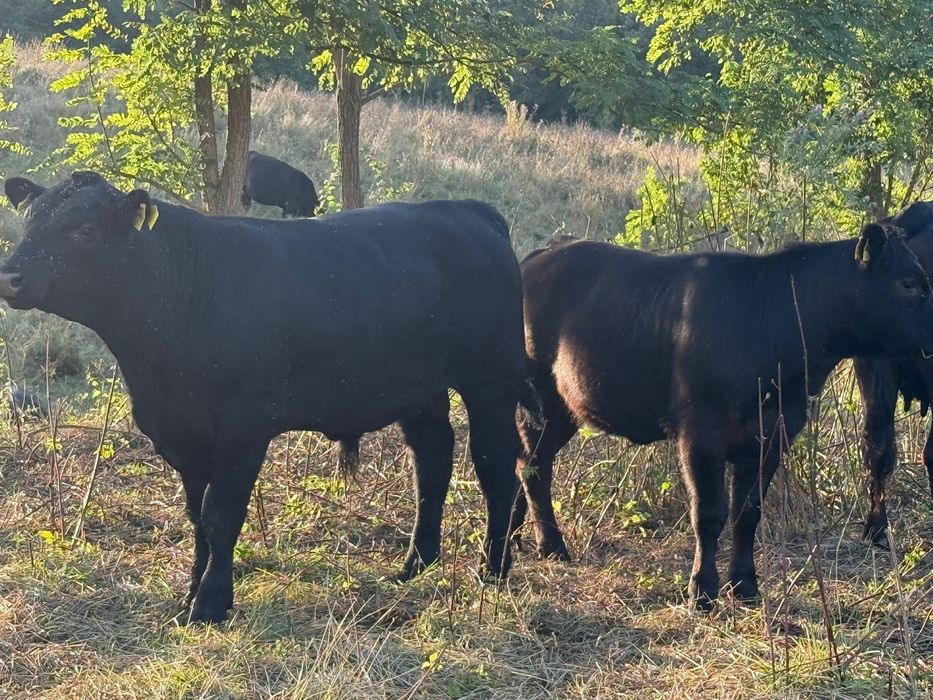 Vand vitei angus