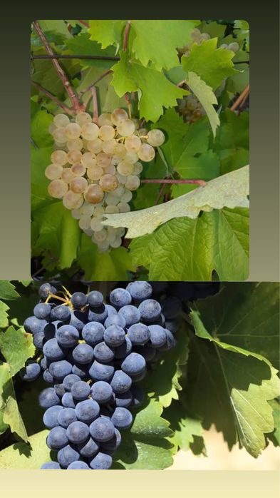 Struguri pentru vin