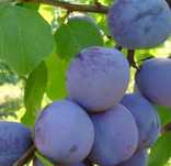 Vănd prune de țuica cantități mari