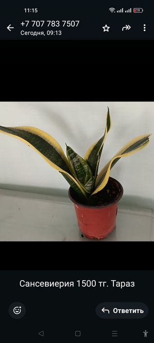 Продам комнатные цветы