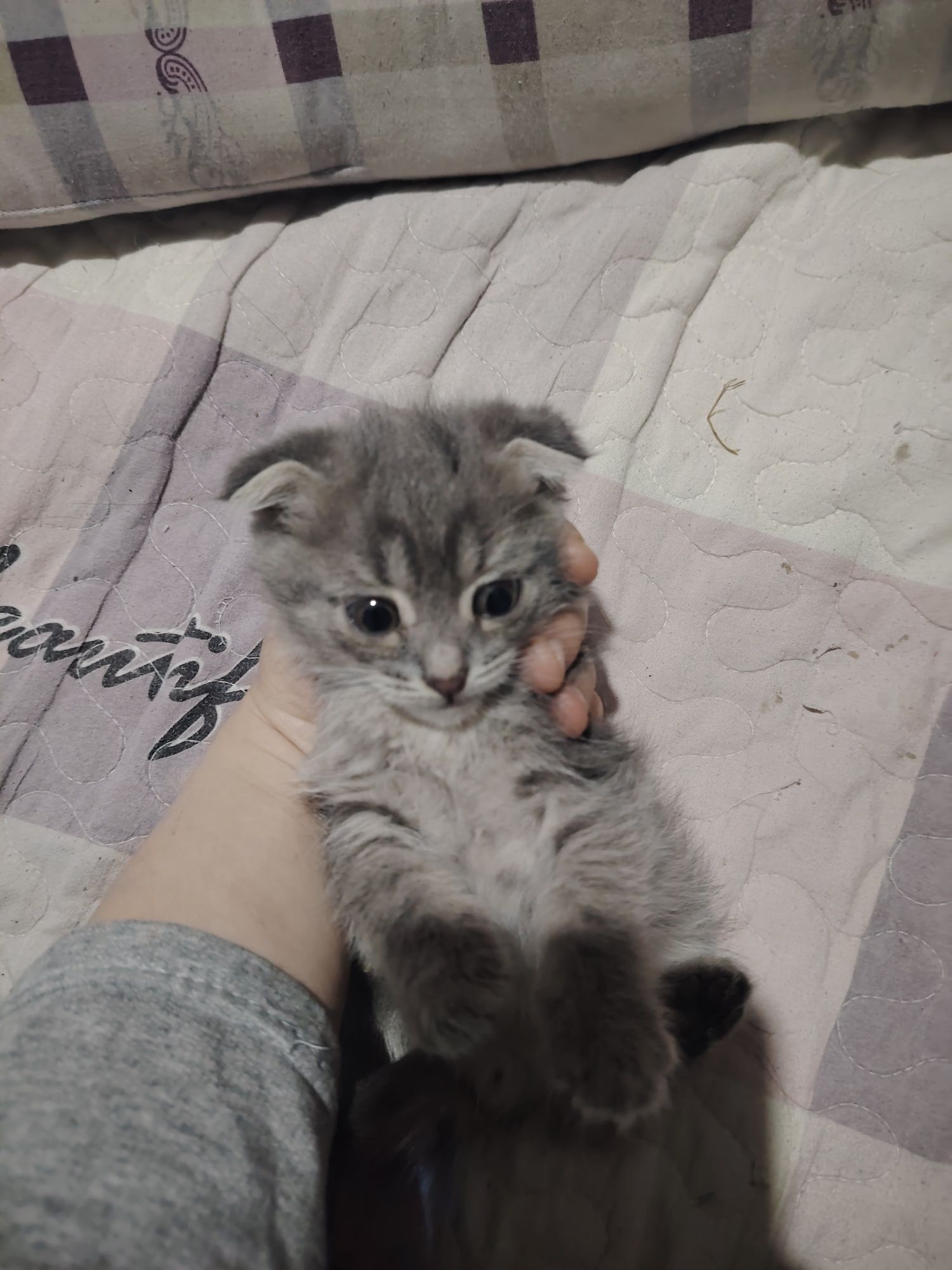 mushukchalar 2 oyli Scottish Fold
