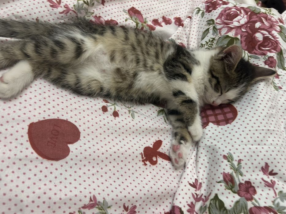 котенок отдам бесплатоо