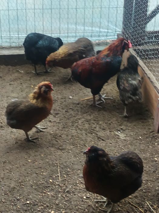 Oua  araucana pentru incubat