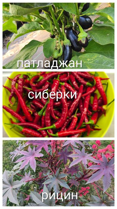 Стари селски сортове домати,краставици и други