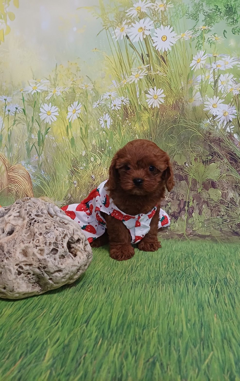 Кавапу !  Cavapoo!
