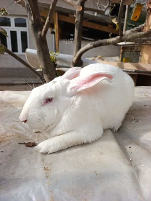 Hikol para 6 oydan owkan tayyor quyonla