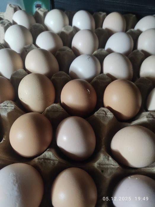 Продам яйцо домашние