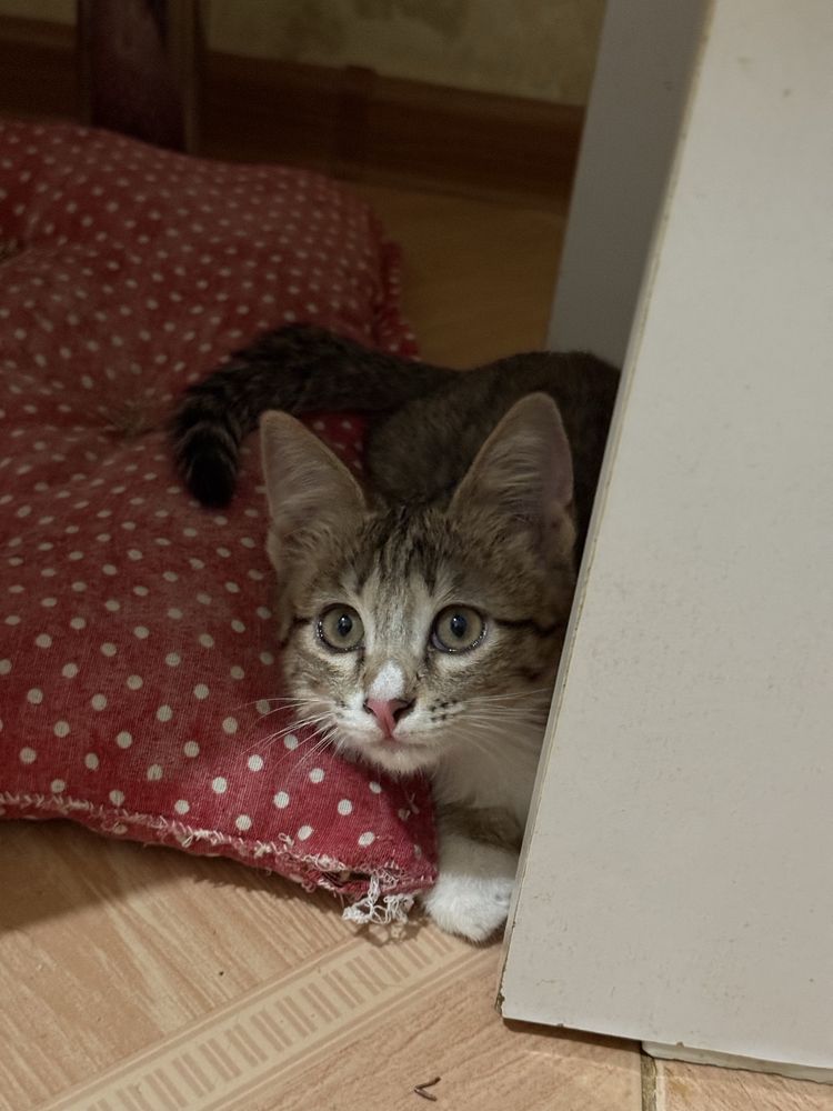 Отдам котят в хорошие руки!