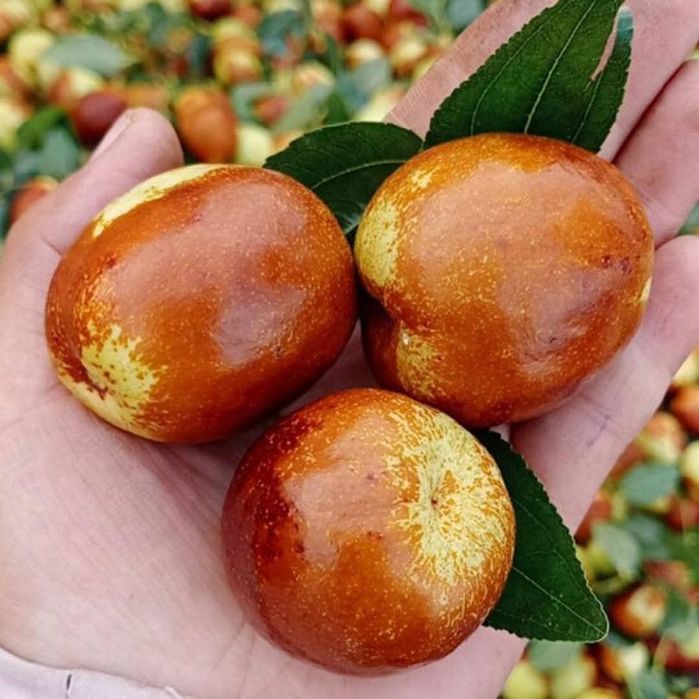 Jujube Giant la ghiveci anul 4
