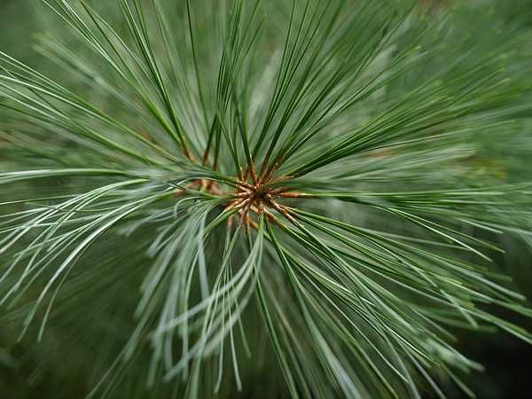 Pinus nigra Pin pitic pinus mugo Pinus wallichiana Himalaya