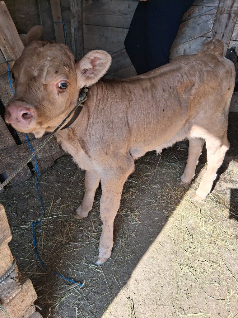Vând vițel de 5 zile