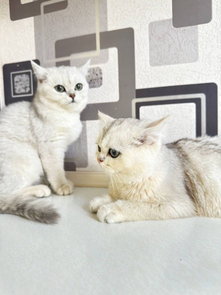 Mushik/кот/котёнок/шиншилла/chinchilla//mushuk/порода/shinshilla