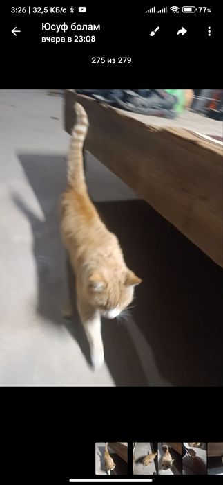 Кот ,скотиш страйт бесплатно