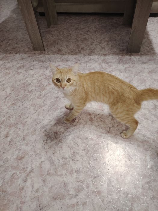 Одам кота в хорошие руки