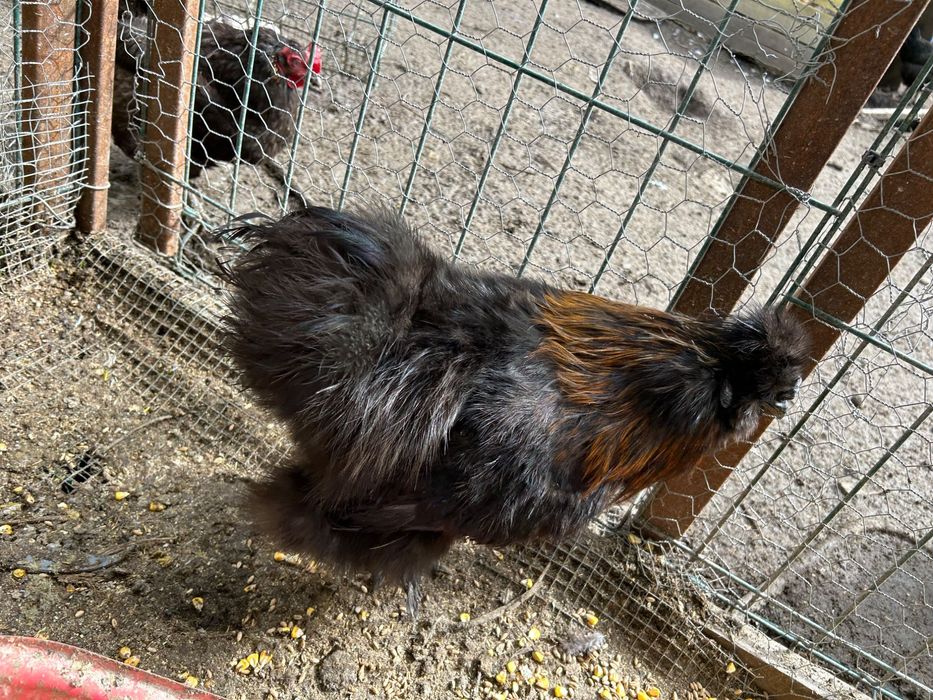 Cocoși tineri 2025 mătase japoneză / australorp