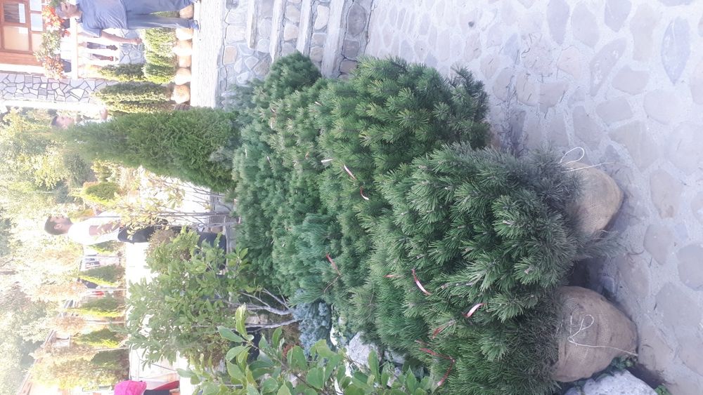 Tuia plante ornamentale