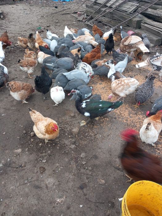 Vând bibilici diferite marimi